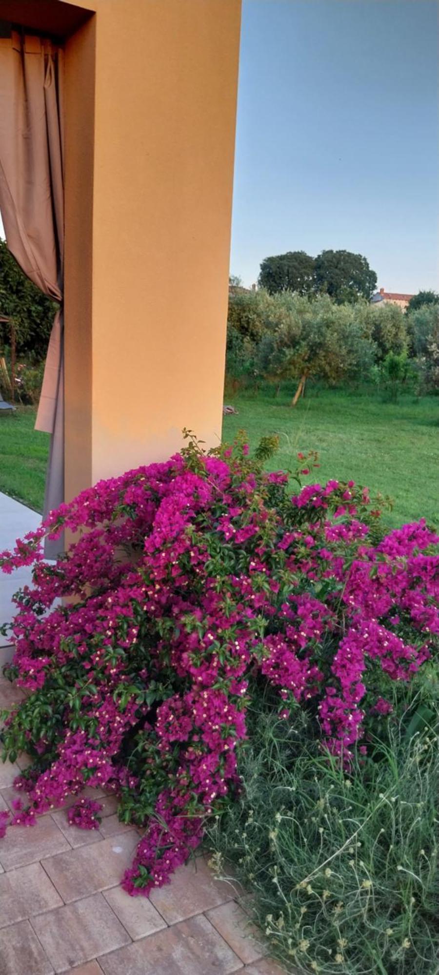 Vila Dubravka - Schoen Und Komfortabel Inmitten Von Olivenbaeumen Und Weinbergen Mit Whirlpool Valtura Buitenkant foto