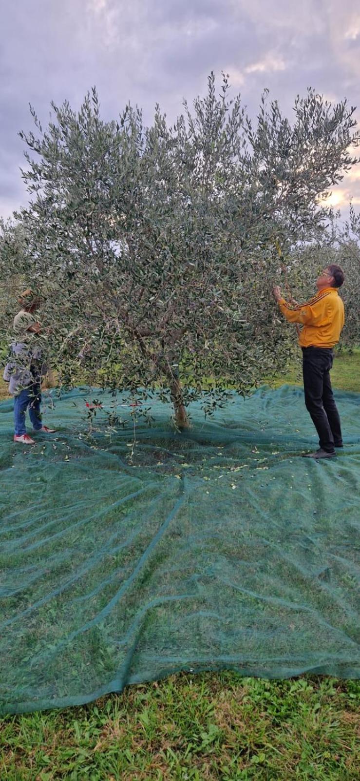 Vila Dubravka - Schoen Und Komfortabel Inmitten Von Olivenbaeumen Und Weinbergen Mit Whirlpool Valtura Buitenkant foto